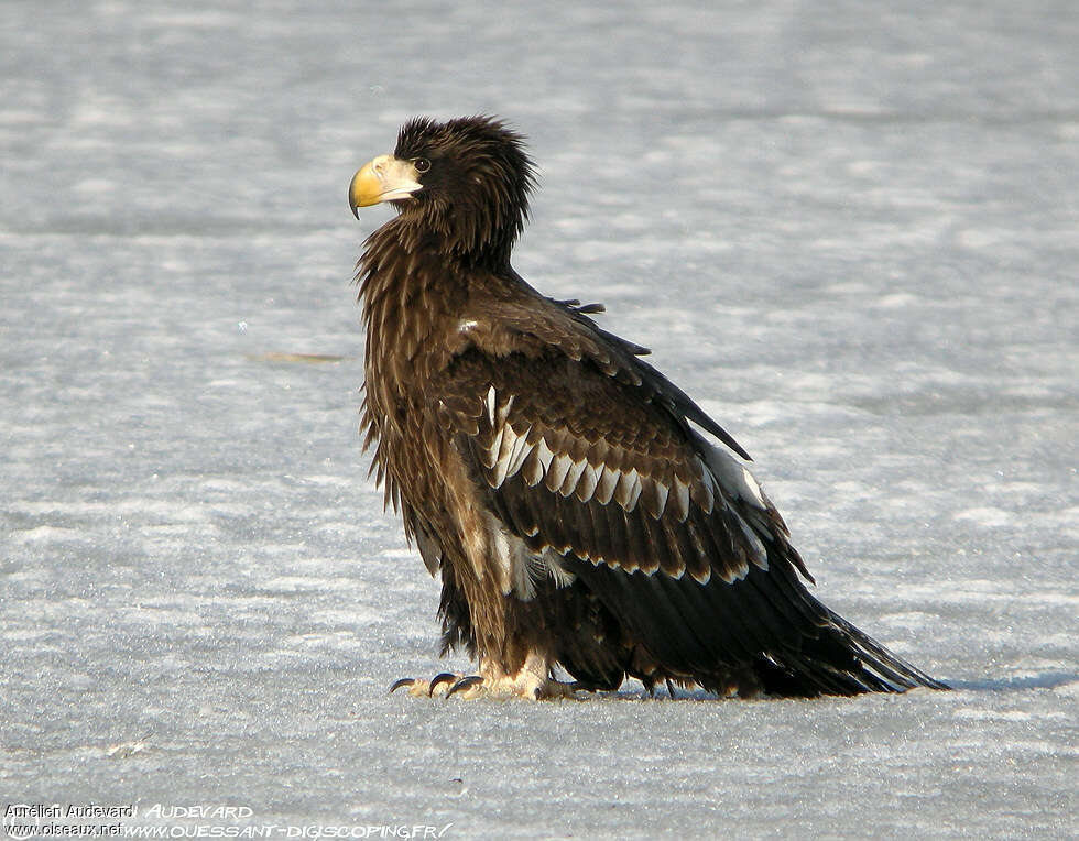 Steller's Sea Eaglejuvenile, identification