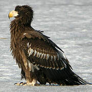 Steller's Sea Eagle