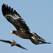 Steller's Sea Eagle