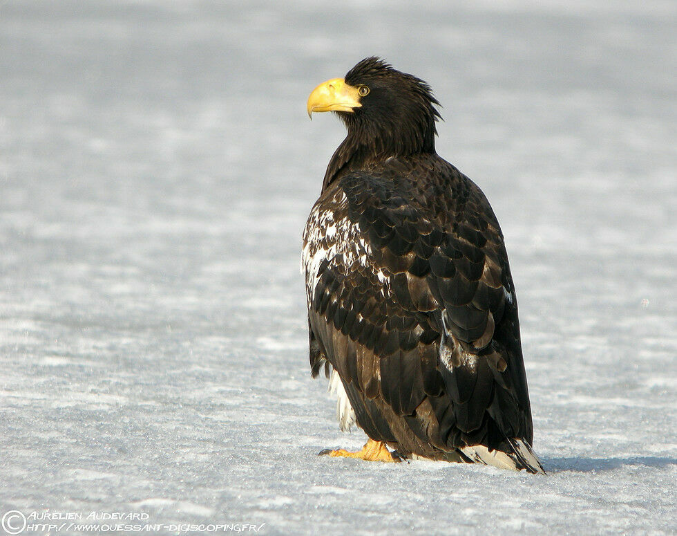 Steller's Sea Eagle