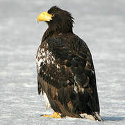 Steller's Sea Eagle