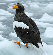 Steller's Sea Eagle