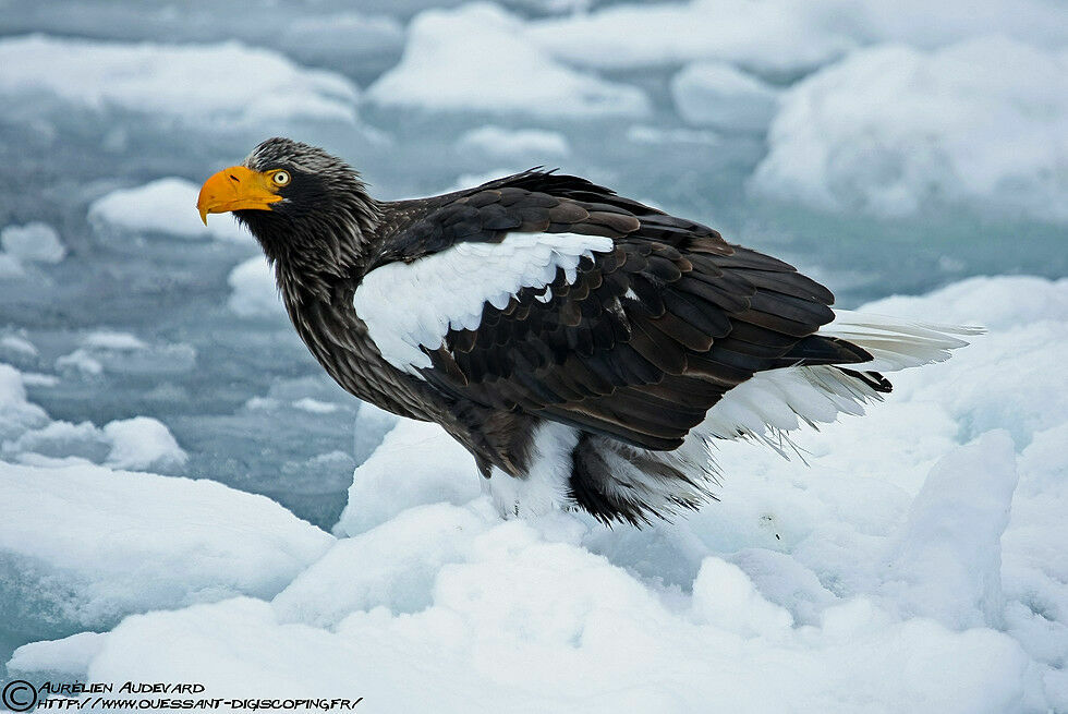 Steller's Sea Eagle