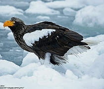 Steller's Sea Eagle