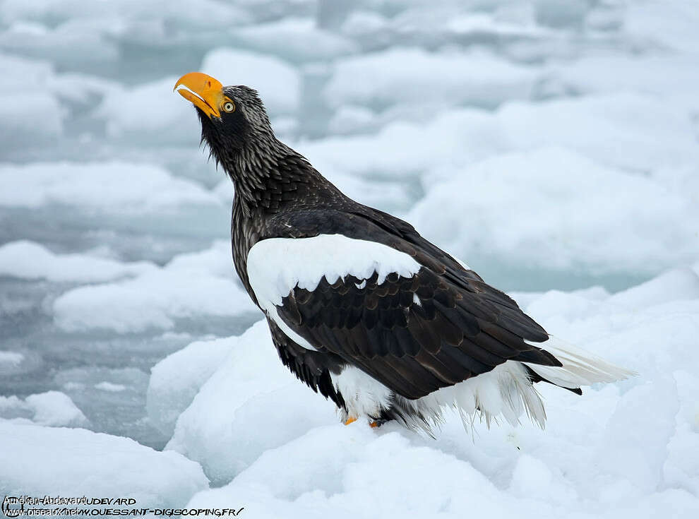 Steller's Sea Eagleadult breeding, Behaviour