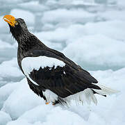 Steller's Sea Eagle