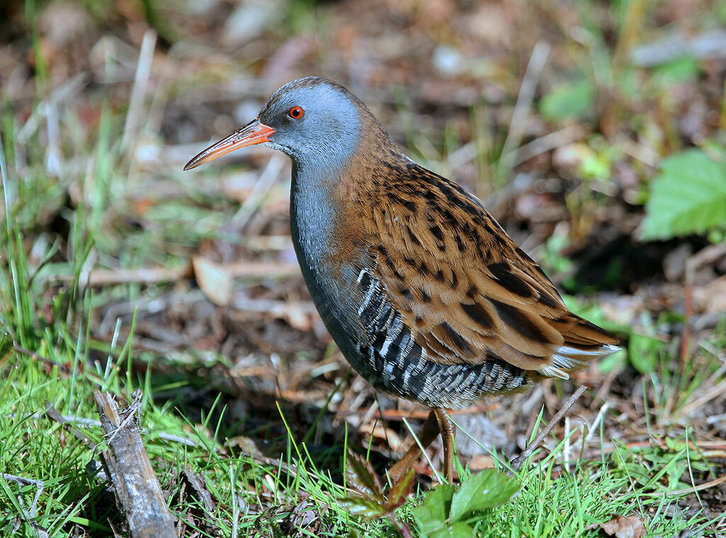 Water Rail