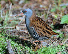 Water Rail