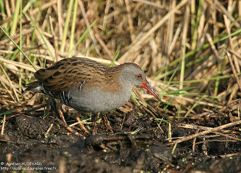 Water Rail