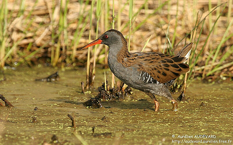 Water Rail