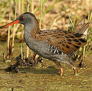 Water Rail