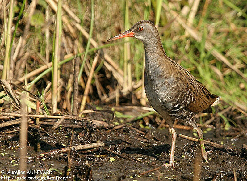 Water Rail