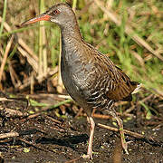 Water Rail