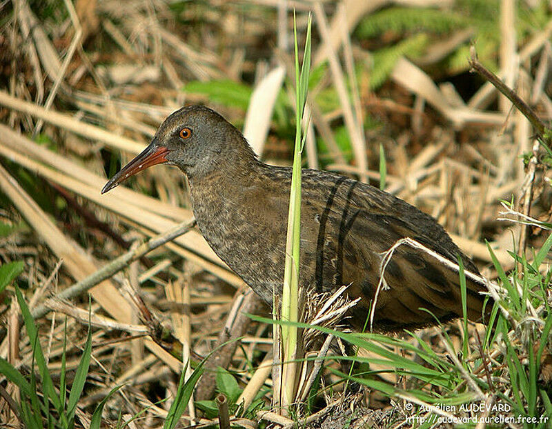 Water Rail