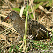 Water Rail