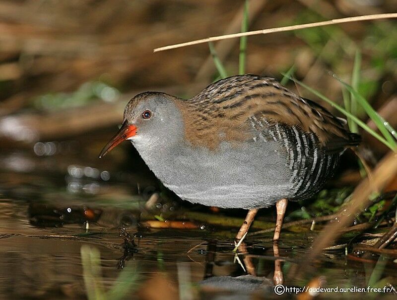 Water Rail