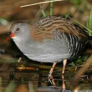 Water Rail