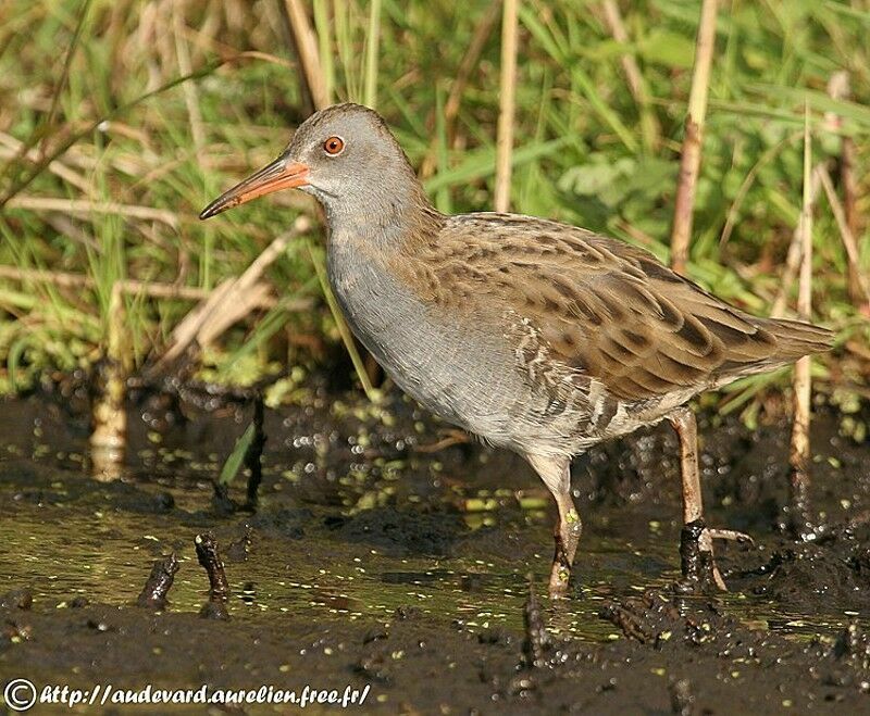 Water Railjuvenile