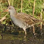 Water Rail