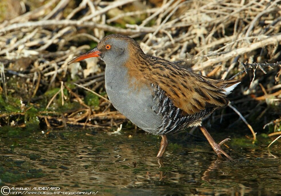 Water Rail