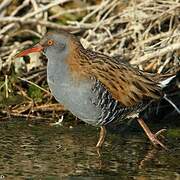 Water Rail