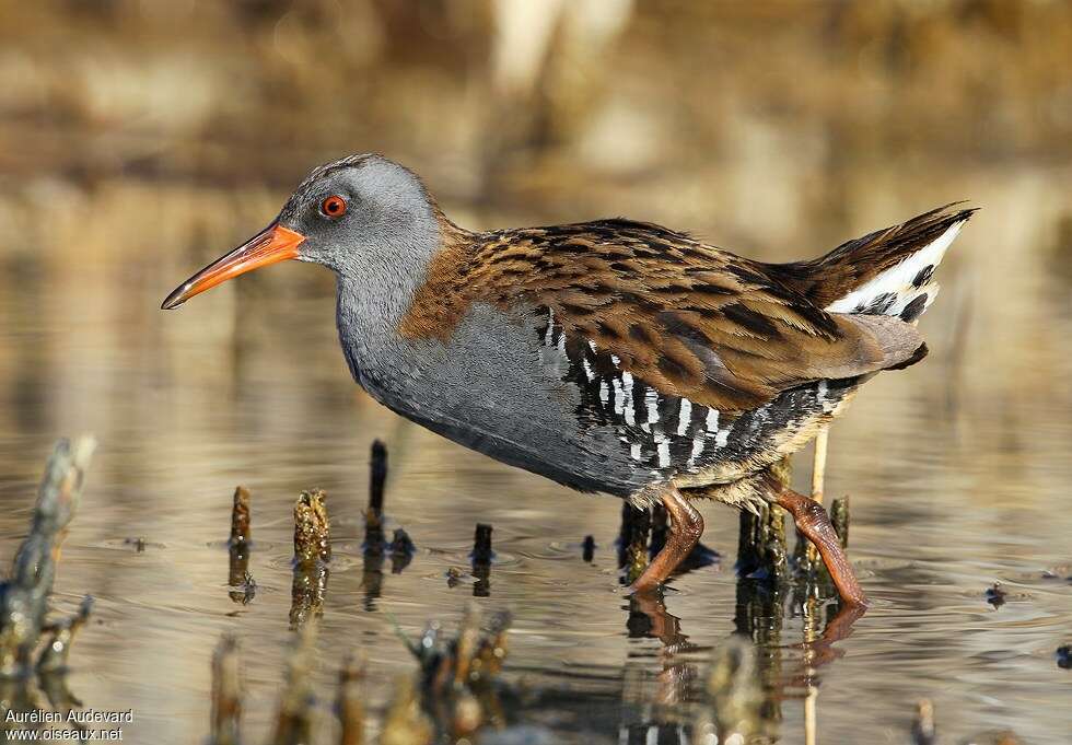 Water Railadult breeding, identification