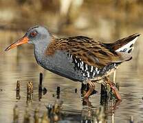 Water Rail