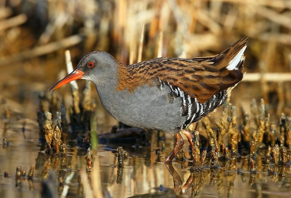 Water Railadult, identification