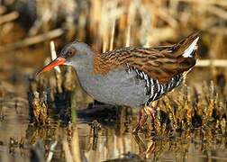 Water Rail