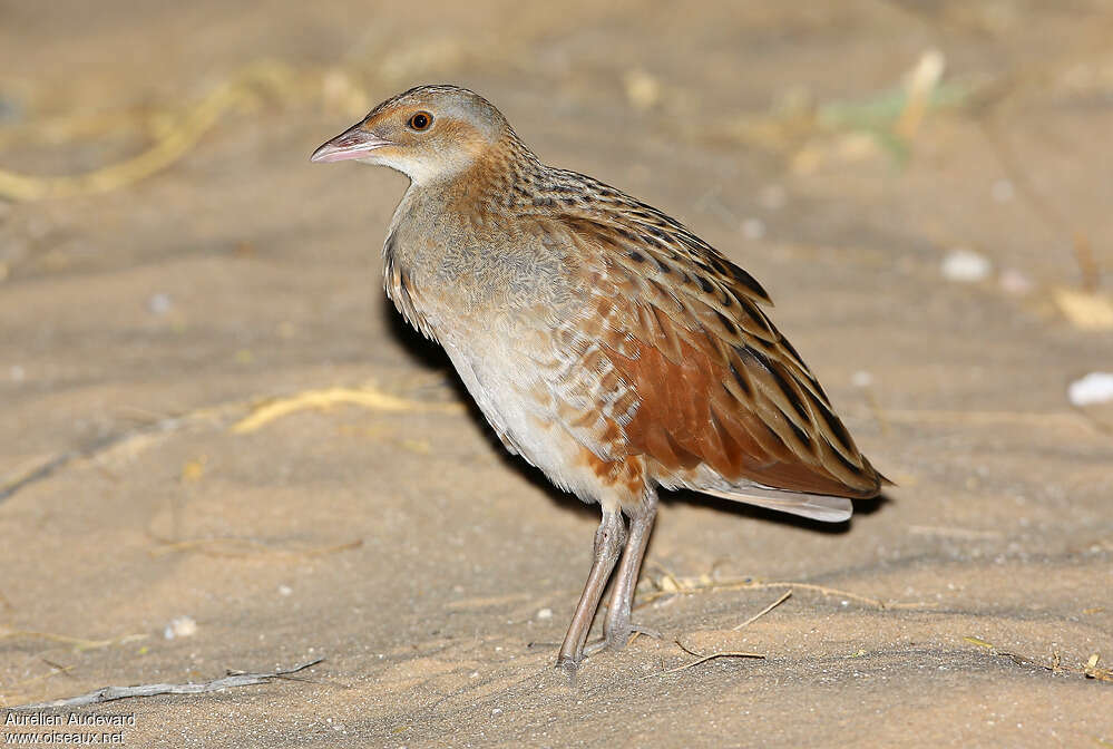 Râle des genêts1ère année, identification, Comportement