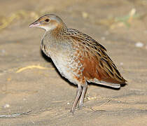 Corn Crake