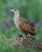 Corn Crake
