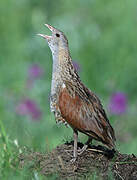 Corn Crake