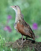 Corn Crake