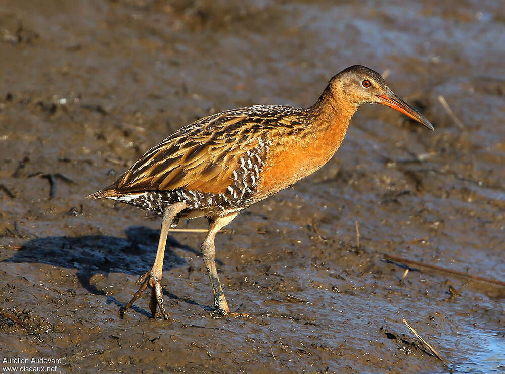 Râle élégant mâle adulte nuptial, identification