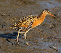 King Rail