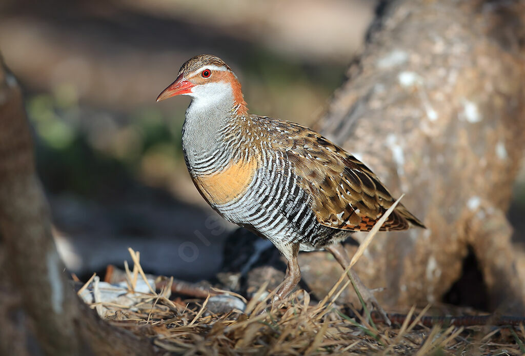 Buff-banded Rail, identification