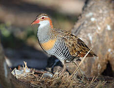 Buff-banded Rail