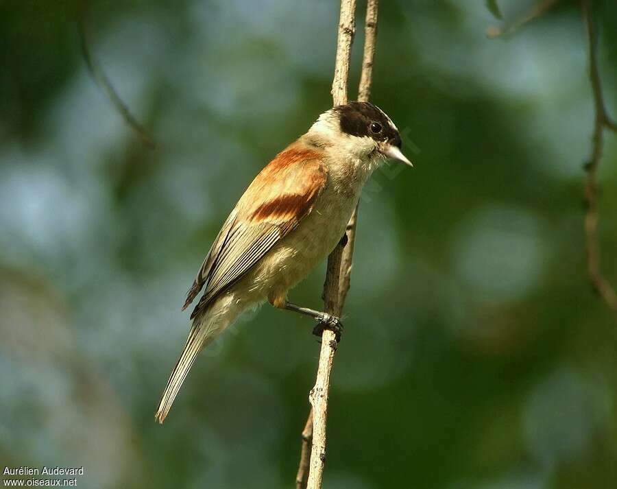 White-crowned Penduline Tit, identification