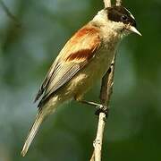 White-crowned Penduline Tit