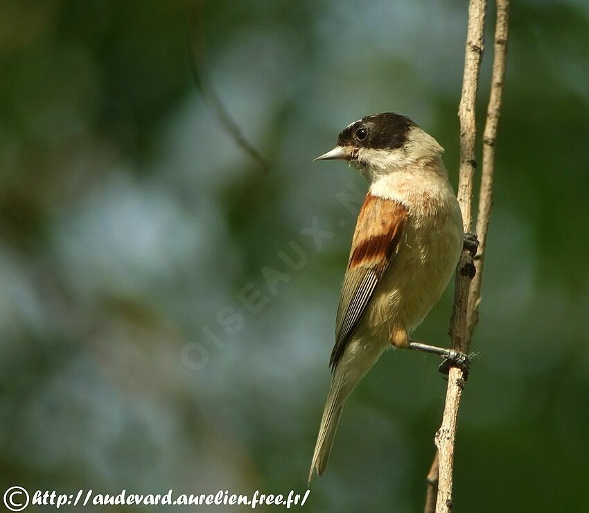 White-crowned Penduline Tit