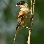 White-crowned Penduline Tit