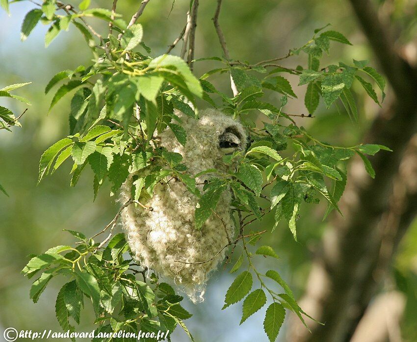 White-crowned Penduline Tit female adult breeding