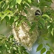 White-crowned Penduline Tit