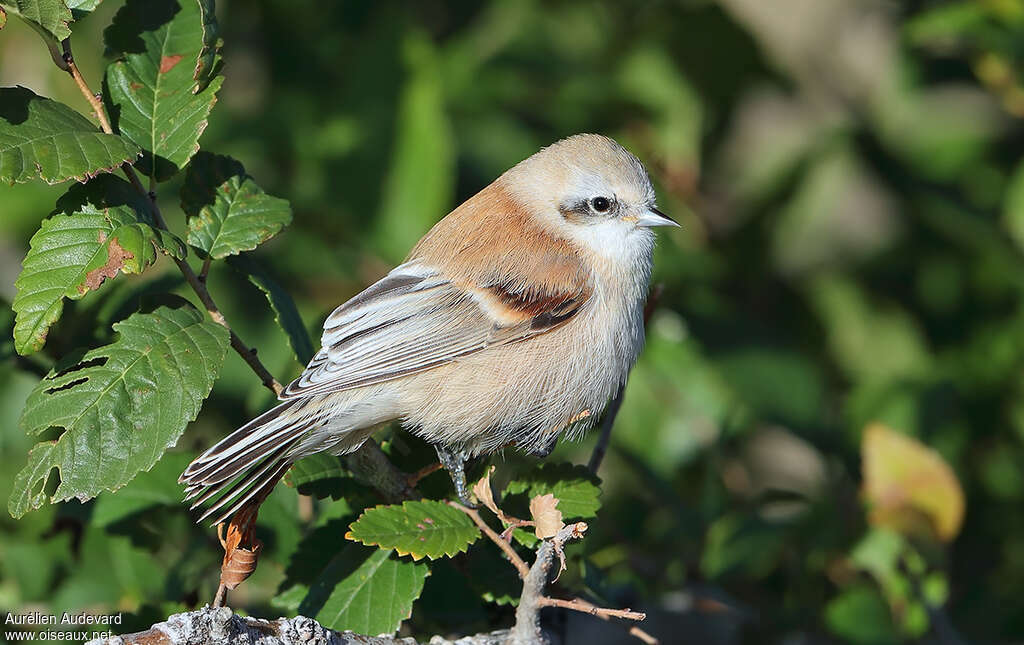 White-crowned Penduline Tit