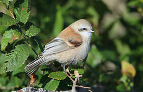 White-crowned Penduline Tit