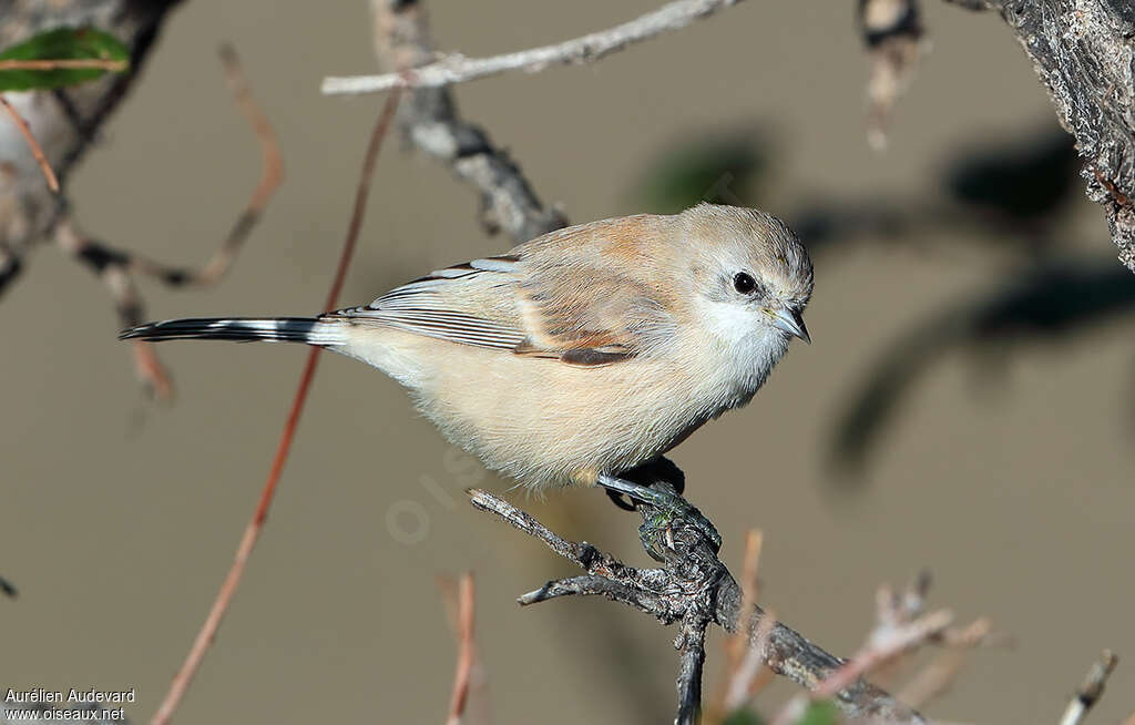 White-crowned Penduline Tit