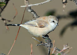 White-crowned Penduline Tit