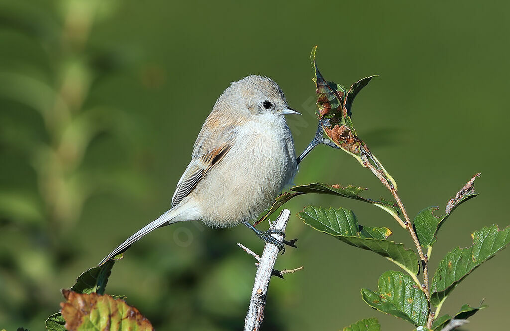 Rémiz couronnée, identification