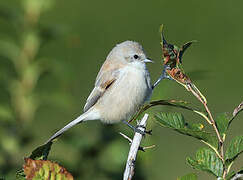 White-crowned Penduline Tit